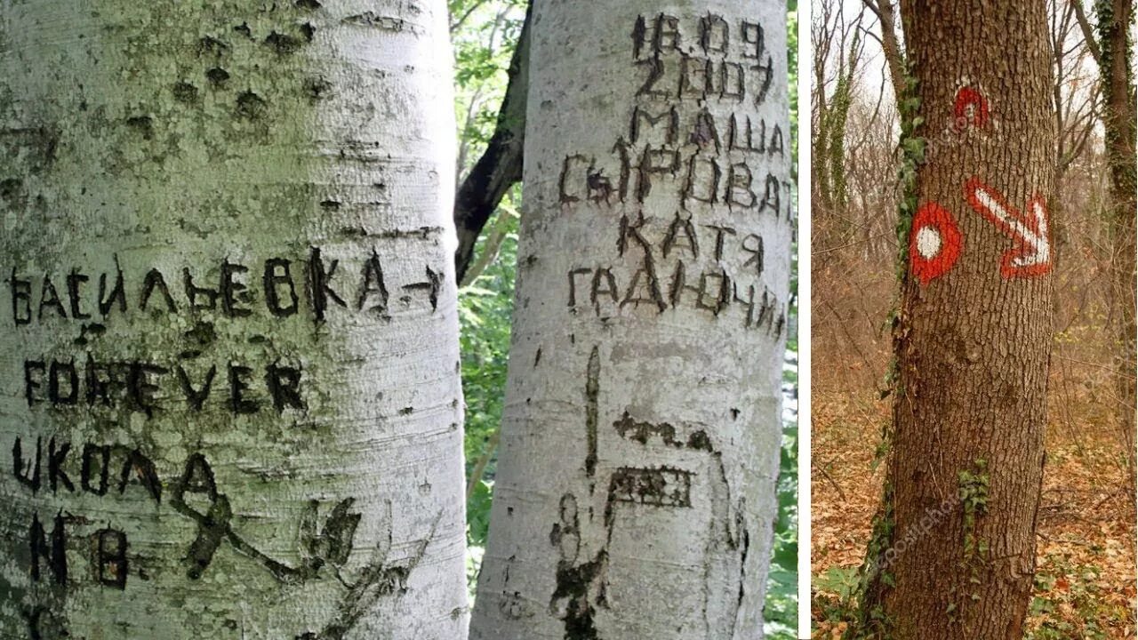 Надпись на дереве. Надписи вырезанные на дереве. Дерево вырезать. Надпись на коре дерева. Загадочная табличка