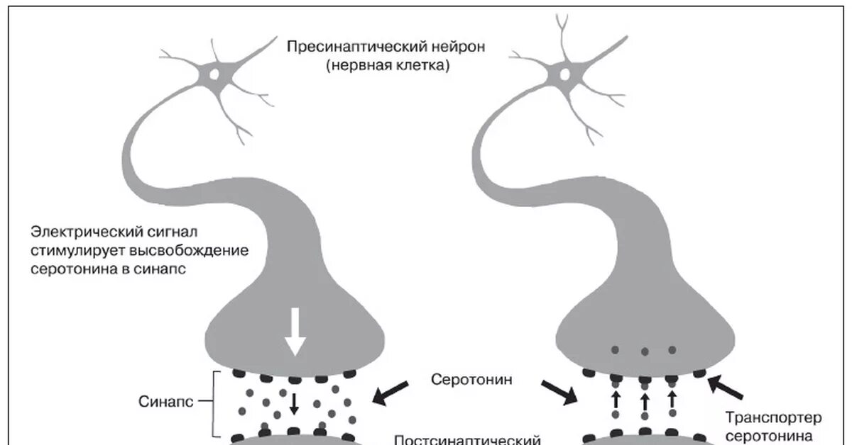 Серотониновый синапс схема. Механизм действия дофамина схема. Схема обратного захвата серотонина. Серотонин механизм действия.