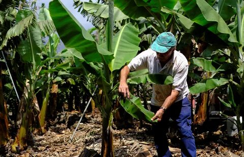 Farmers despair as volcano ravages La Palma's banana crop Reuters.