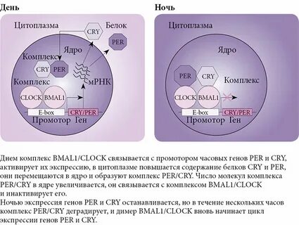 Ядро геншин