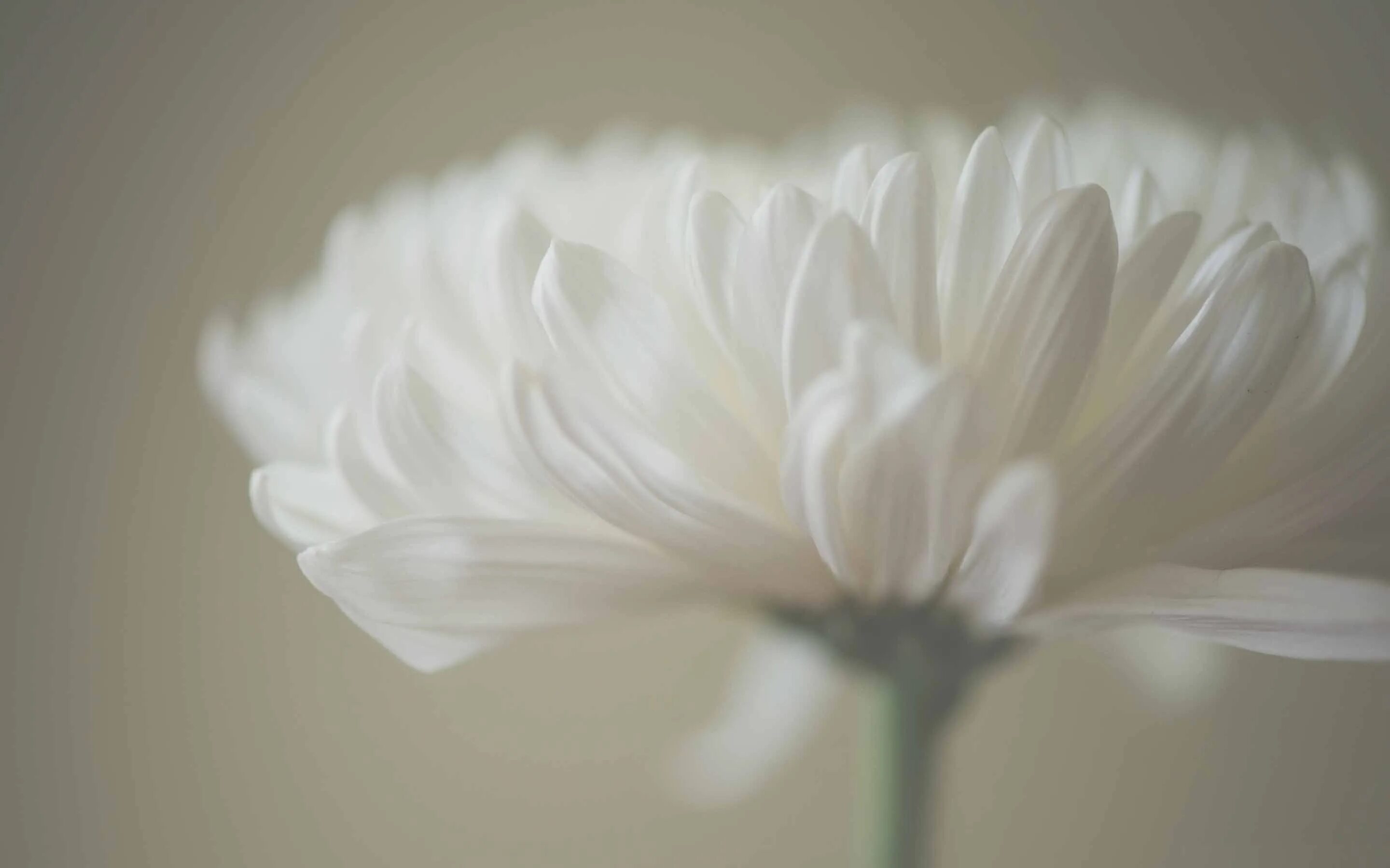 blank grey lock screen wallpaper in 2025 Grey wallpaper, Grey colour wallpaper, 