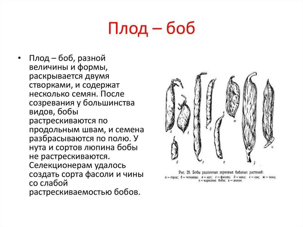 Форма плода примеры. Боб описание плода. строение плода боб. строение плода бобовых. стручок описание плода.
