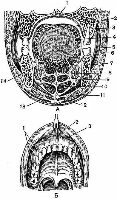 Переходная складка слизистой. Полость рта топографическая анатомия. Фронтальный распил дна полости рта. Ротовая полость топографическая анатомия. Анатомия полости рта переходная складка.