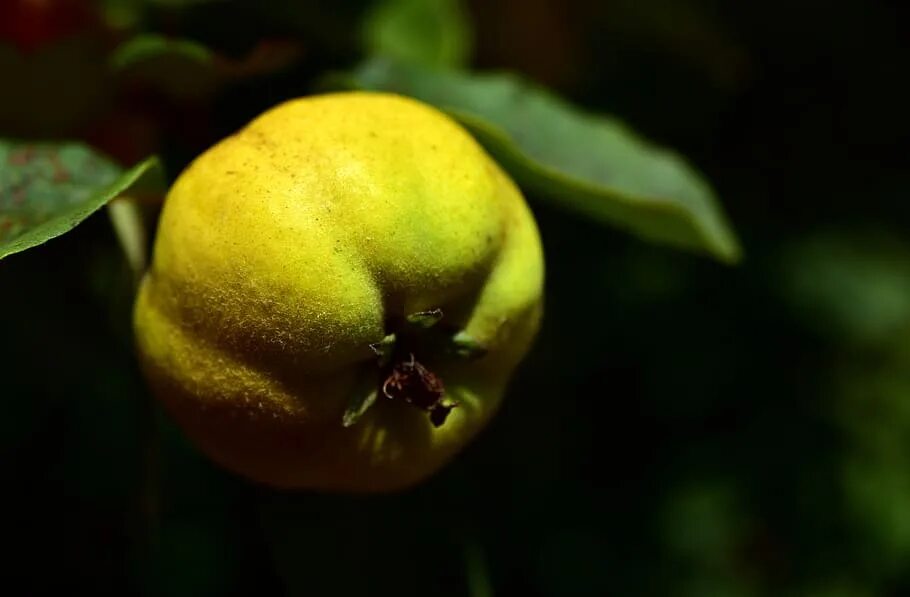 Яблоня лучезарное. Айва плод. Овощи по бельгийские. Forgotten fruit. Фрут ми.