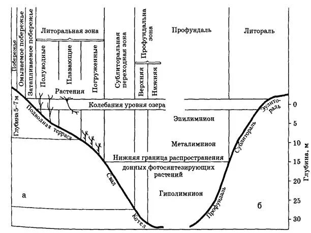 Вертикальная экологическая зональность озера. Литораль профундаль схема. Литоральная зона водоема. Литораль Батиаль. Воды нижняя граница