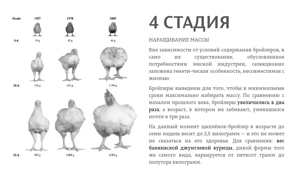 Таблица бройлера кобб 500 по дням. Таблица бройлеров Росс 308. Вес бройлера 1 месяц таблица бройлера. Бройлер Кобб 500 вес. Таблица веса бройлеров Росс 308 по дням.