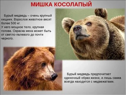 Внешние признаки медведя