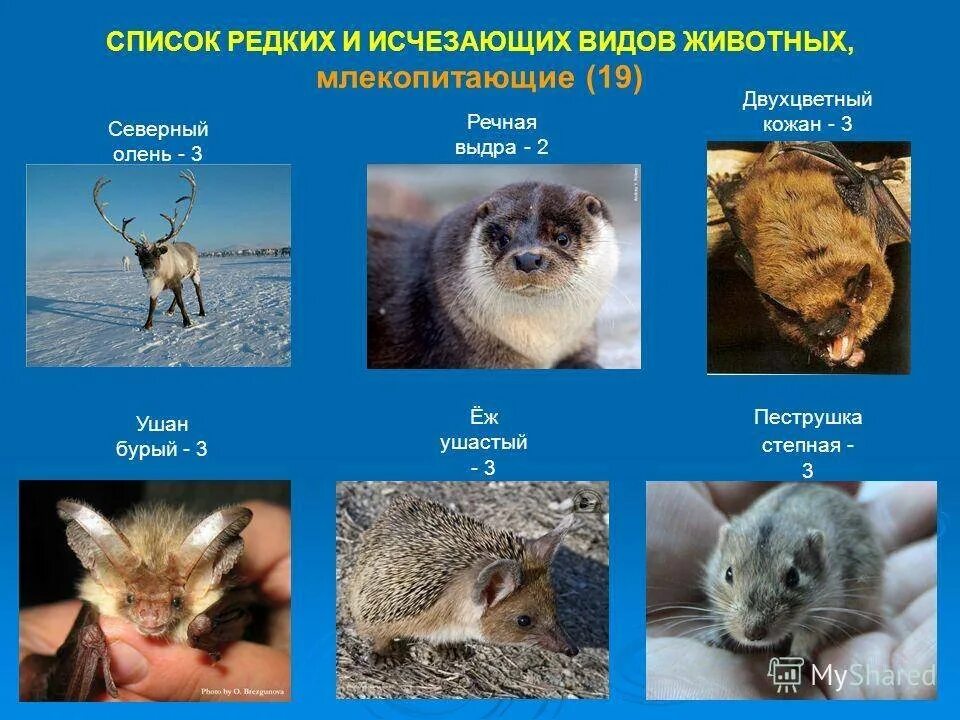 Исчезновение редких животных и растений. Исчезающие виды животных. редкие и исчезающие растения и животные. редкие и исчезающие млекопитающие. редкие и исчезающие виды растений и животных.