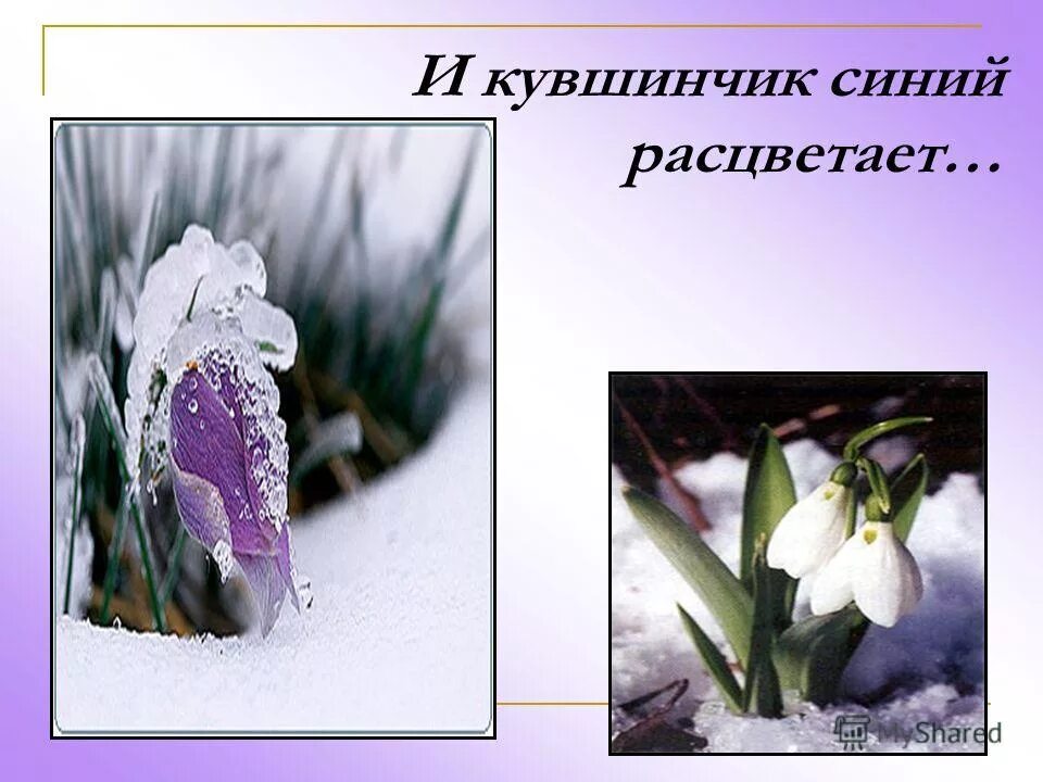 вот уж снег последний в поле тает теплый пар восходит от земли. кувшинчик расцветает. синий кувшин гуашью. пролеска белая и голубая. синие весенние цветы.