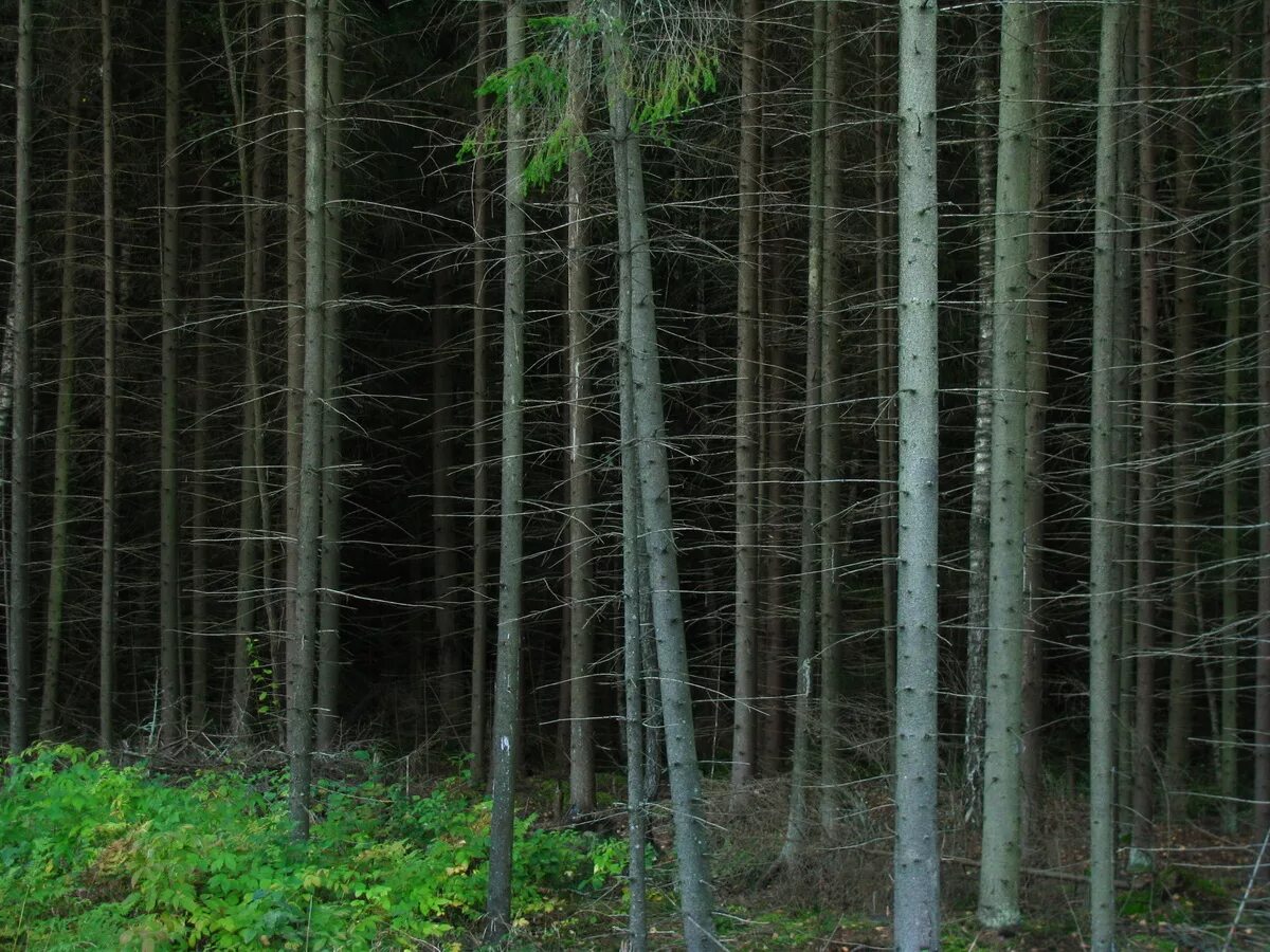 Густой хвойный. Еловый темный лес Угра. Еловый лес лес. Загущенный хвойный лес. Темнохвойный лес.