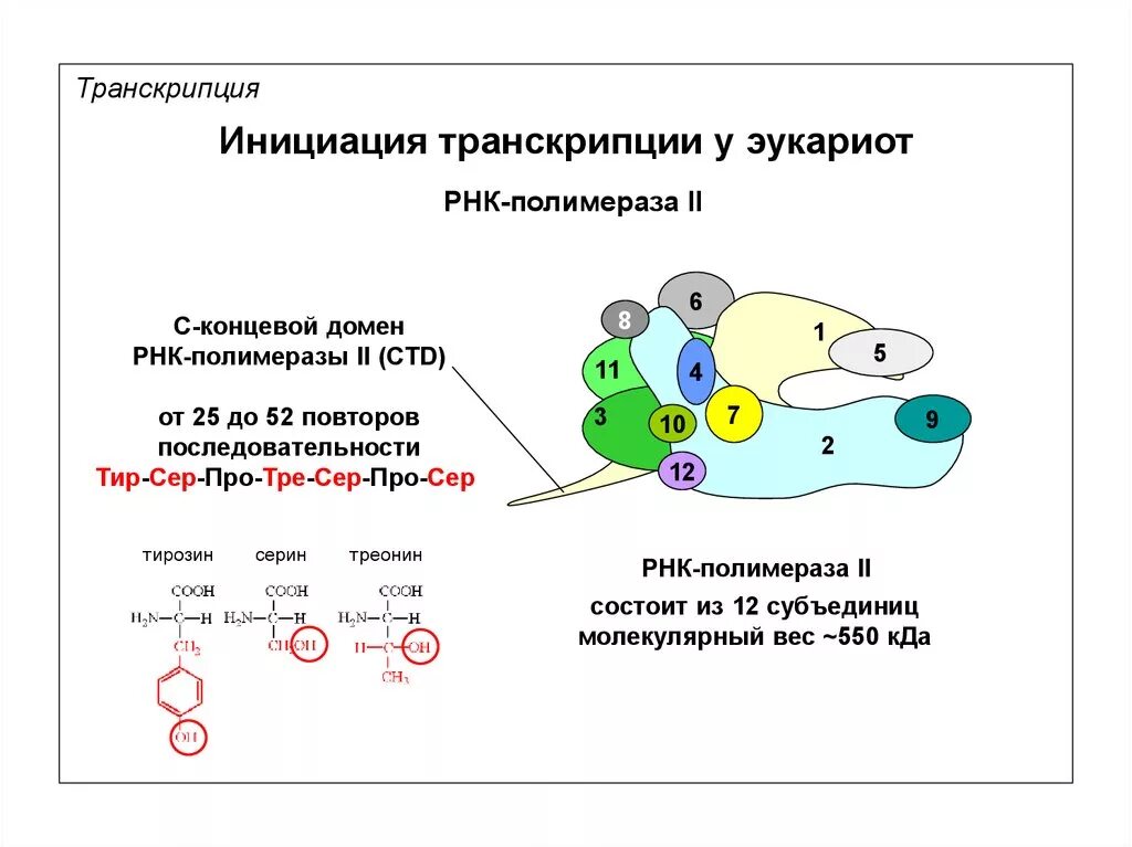 Бактериальная рнк полимераза. Рнк полимераза эукариот строение. Днк полимераза 3 строение. Эукариотические днк полимеразы. Эукариотические днк полимеразы.
