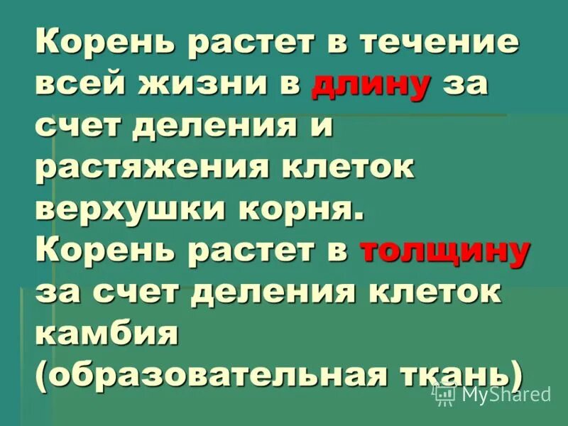 Вырастешь какой корень. Корень растёт за счёт клеток. Корень растет в длину. Рост корня в длину осуществляется делением клеток:. Корень растет в длину за счет клеток.