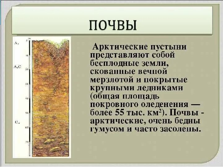 Преобладающие почвы. Почвенный профиль арктических пустынь. почва арктических пустынь профиль. арктические пустыни почвы профиль. почвы арктических пустынь в евразии.