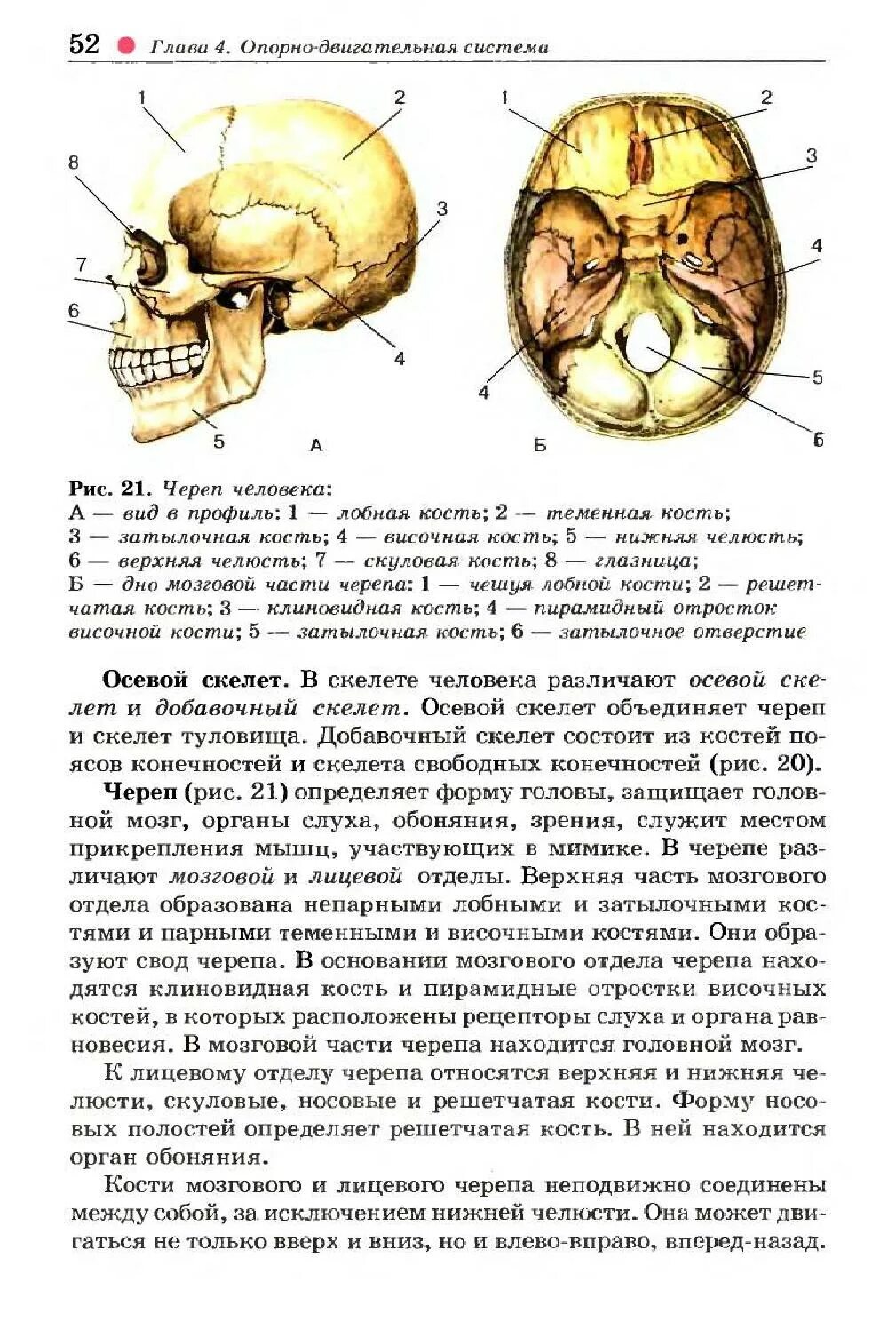 Череп человека 8 класс. Череп человека биология 8 класс колесов. череп человека из учебника биологии 8 класс. дно мозговой части черепа. строение человеческого черепа 8 класс биология.