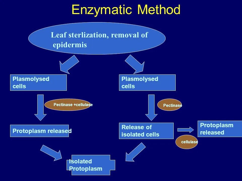 Production method. Cell components protoplasm. Enzyme Isolation methods. Cellulase Enzyme applications. Enzyme Production methods ppt.