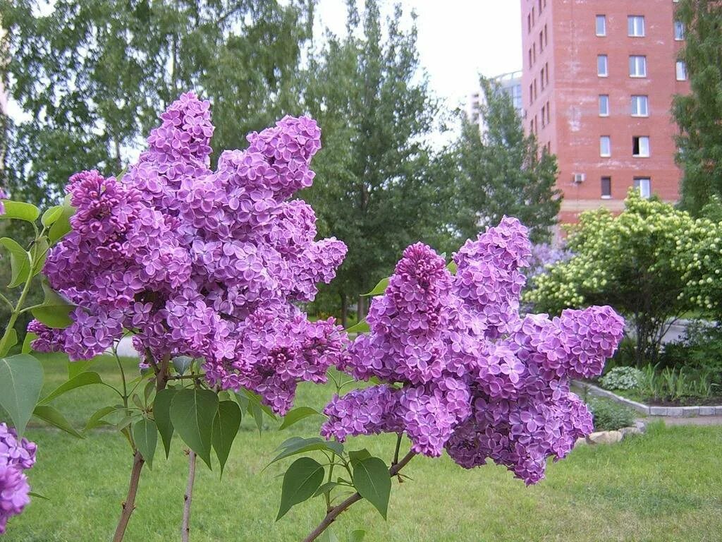 На какой год цветет сирень. Сирийская сирень. Сирень обыкновенная Агидель. Сирень обыкновенная Капитан Гастелло.