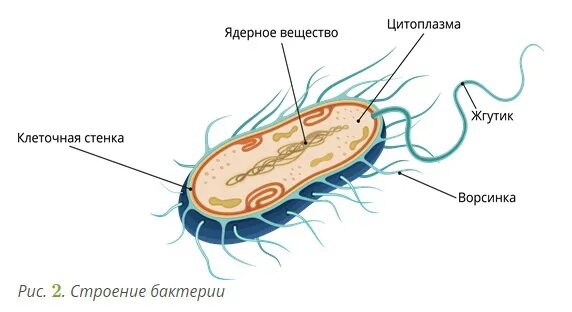 2 прокариоты доядерные организмы. Строение бактерии. Ядерное вещество у бактерий. Бактерии гниения строение. Строение доядерных организмов.