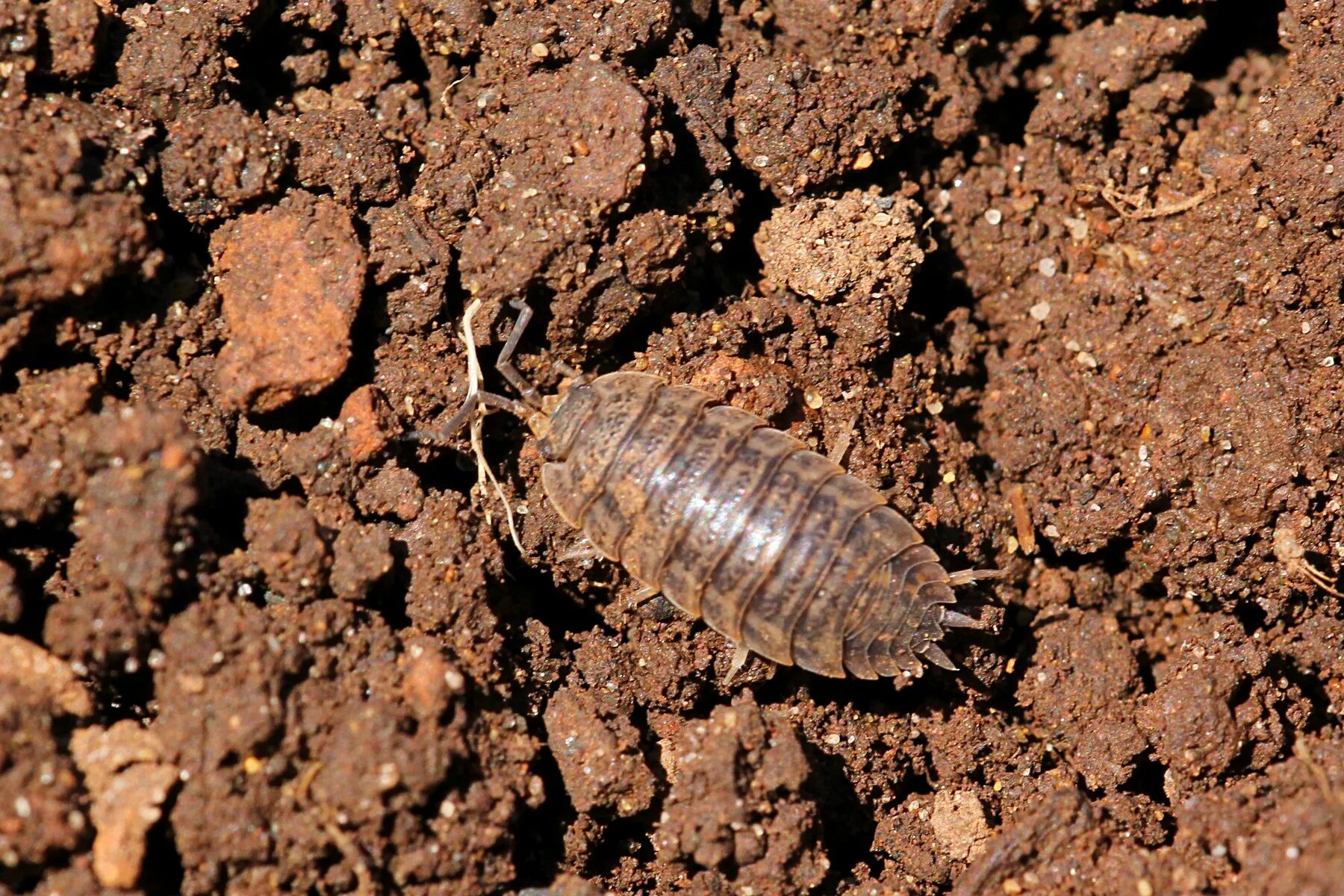 Мокрица Жук личинки. Мокрица шероховатая (Porcellio scaber). Мокрица обыкновенная насекомое. Мокрица Крымская.