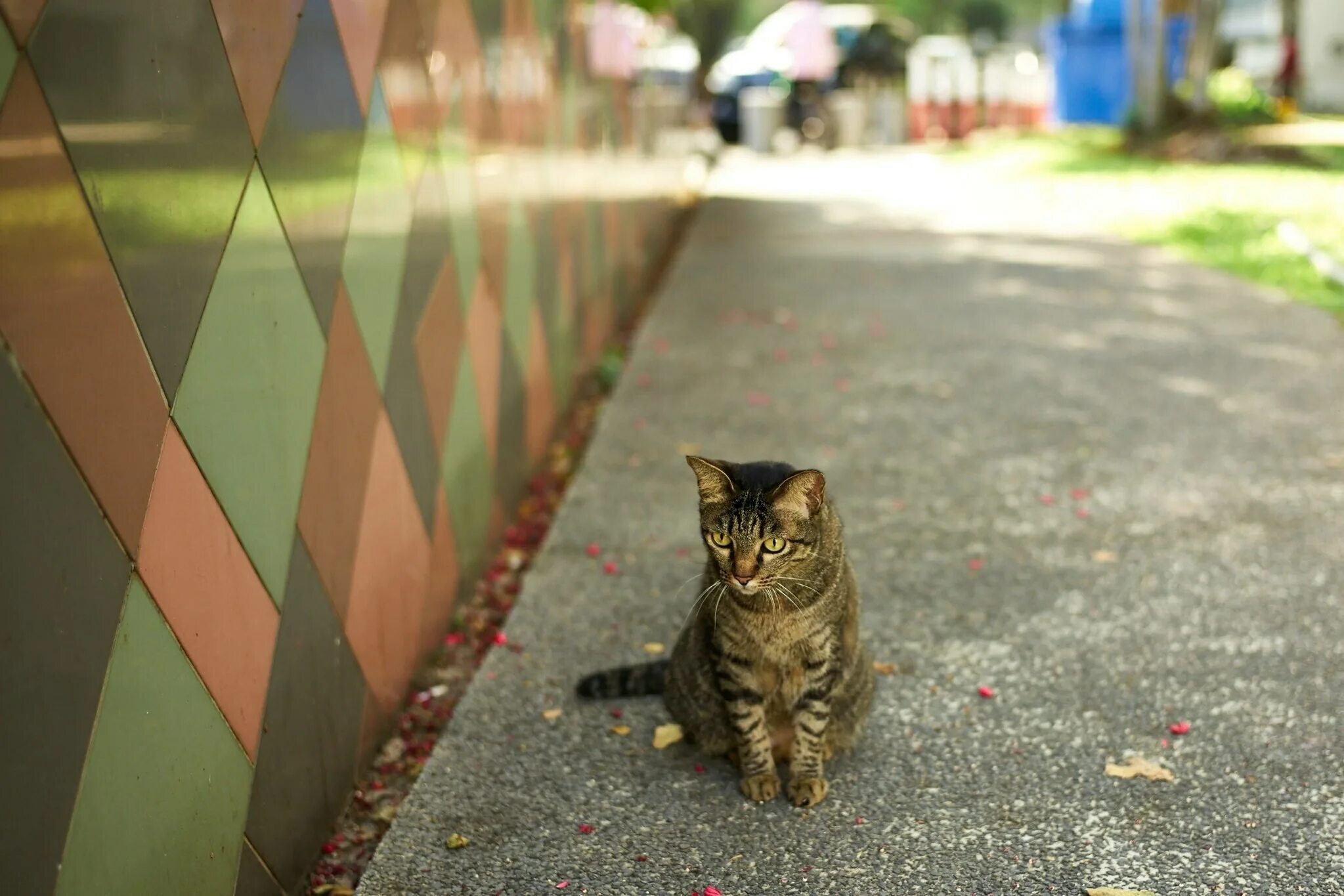 Hello street cat издевательство. Уличный кот. Кошка на улице. Уличный котенок. Кошачья улица.