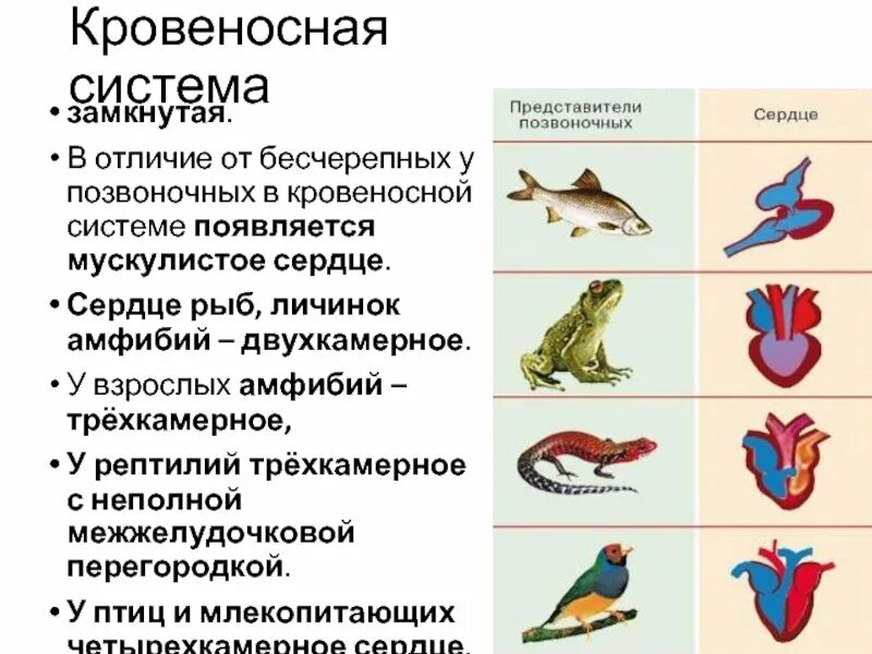 У какого животного имеется неполная межжелудочковая перегородка