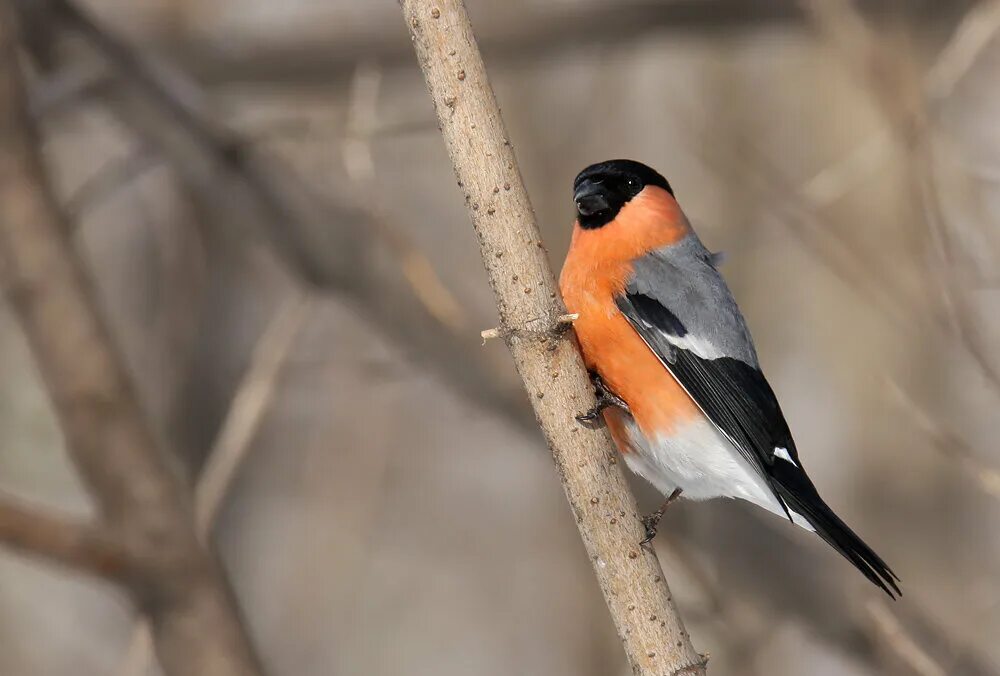 Снегирь обыкновенный самка. Снегирь самка и самец. Снегирь самец. Снегирь птица самец. Снегирь самец.