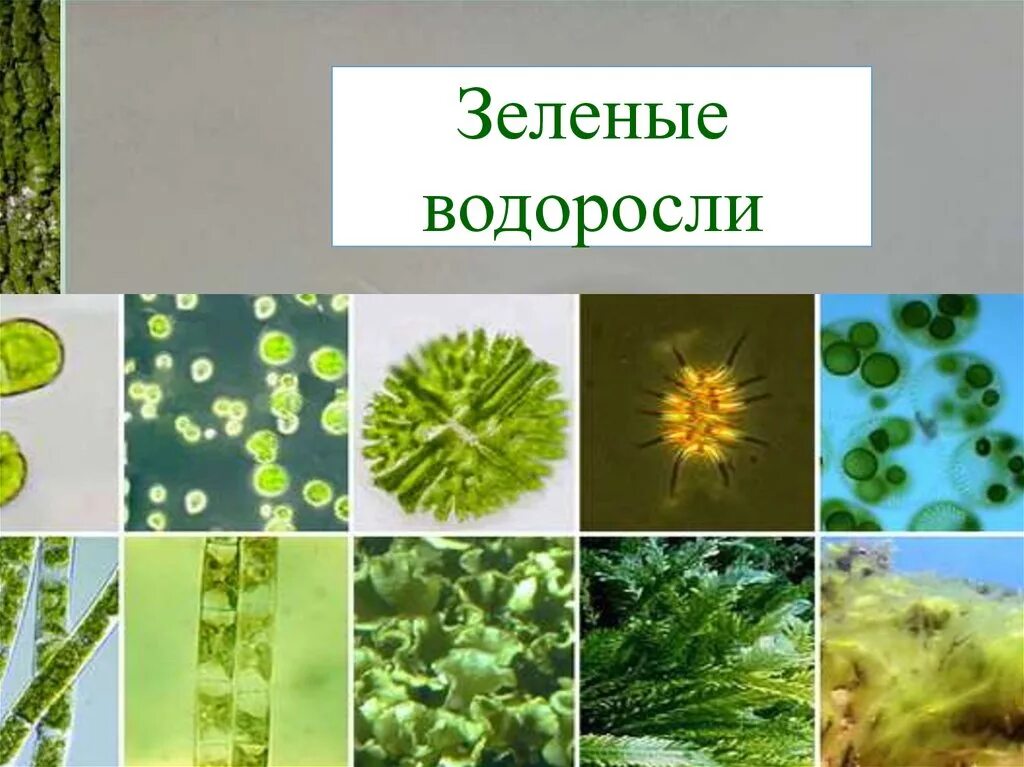 Зеленые водоросли презентация 7 класс. Зеленые водоросли ответы. Зеленая нитчатая водоросль хлорелла хламидомонада улотрикс фукус. Зеленые водоросли ответы. Зеленые водоросли биология 6 класс.