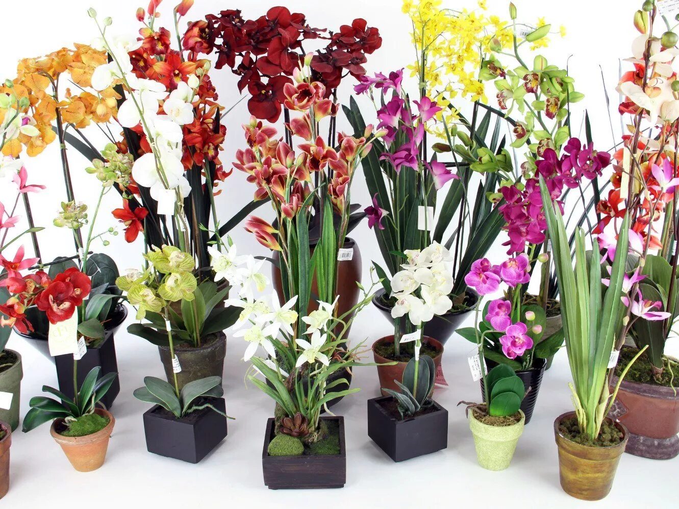 Какие сорта орхидеи. Орхидея Цимбидиум. Цимбидиум, онцидиум, Каттлея, Камбрия. Орхидея фаленопсис микс. Орхидея Камбрия.