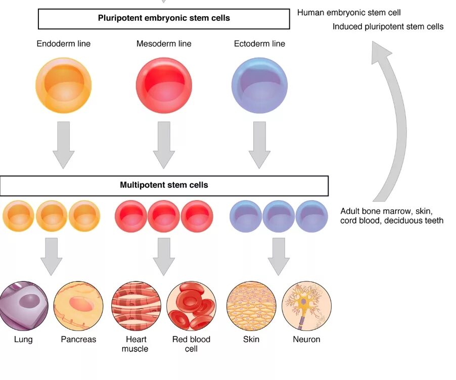 1 стволовые клетки. Stem Cells стволовые клетки. Дифференцировка эмбриональных стволовых клеток. Классификация стволовых клеток по способности дифференцироваться. Механизмы дифференцировки стволовых клеток.