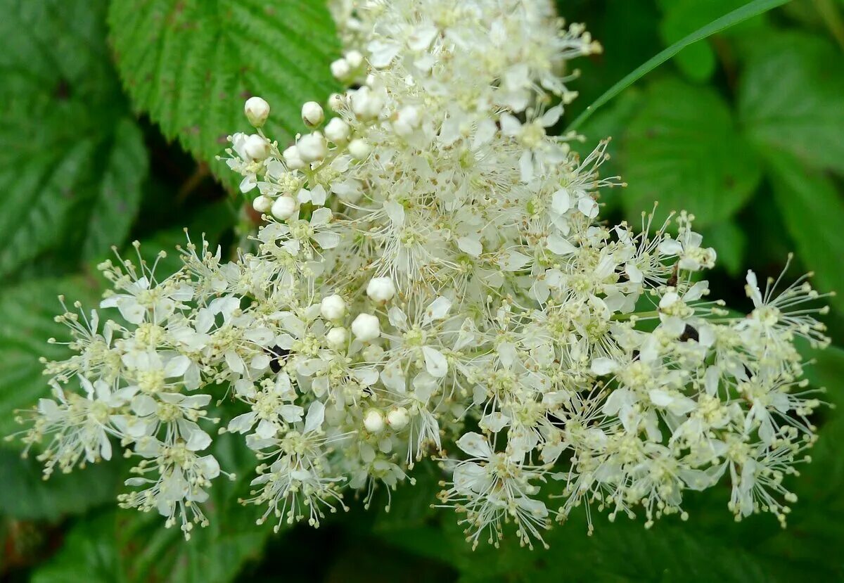 Таволга вязолистная. Лабазник вязолистный (Filipendula Ulmaria). Таволга вязолистная (Filipéndula Ulmária). Лабазник вязолистный (таволга вязолистная). Filipendula Ulmaria.