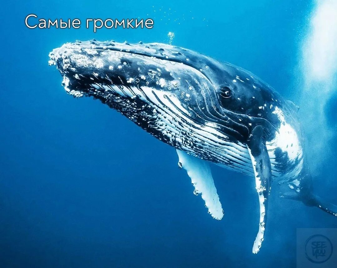 Кит фото. Видео. Кит в море. Слушать китов в океане. Слушать китов в океане.
