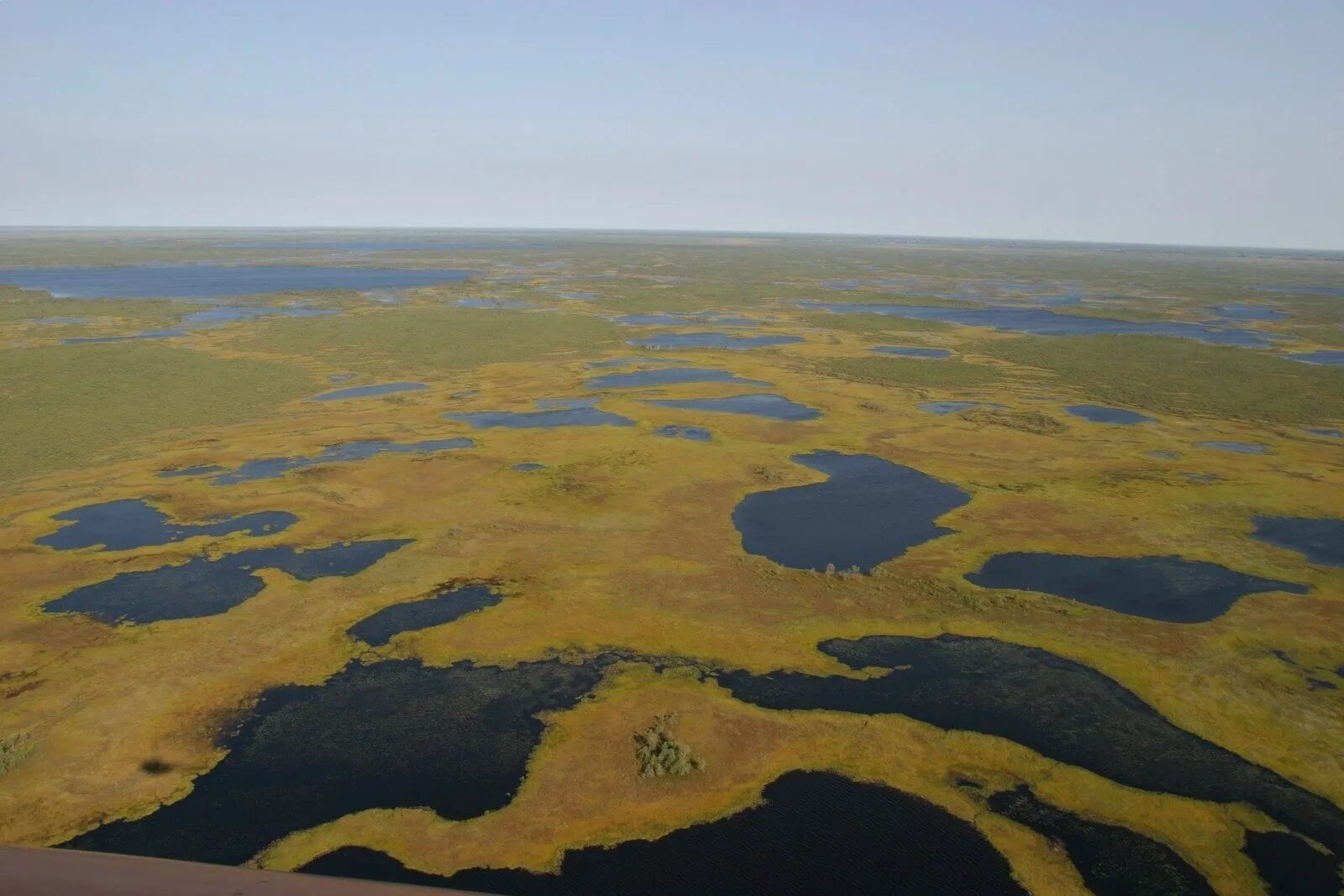 В исследованной воде из местного болота. Васюганское болото заповедник. Государственный природный заказник Васюганский. Васюганское месторождение торфа. Васюганские болота торф.