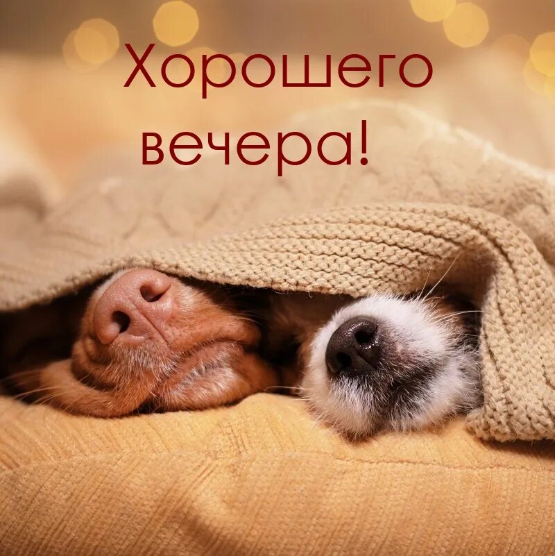 Картинки добро ночи с животными. Приятных снов животные. сладких снов смешная собака. собака сон воскресенье. сладких снов картинки песики.