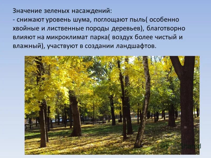 роль деревьев в жизни человека. роль зеленых насаждений презентация. зеленых насаждений на человека.