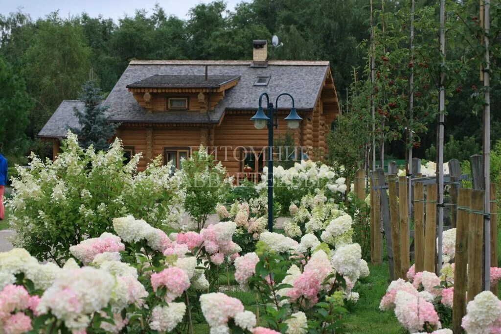 Приятного вечера! Hydrangea garden, White gardens, Beautiful gardens