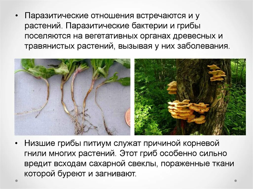 Способен переходить от паразитизма к сапротрофности. Паразитические грибы растений. Паразитические грибы и бактерии. Грибы паразитирующие на растениях. Взаимоотношения растений.