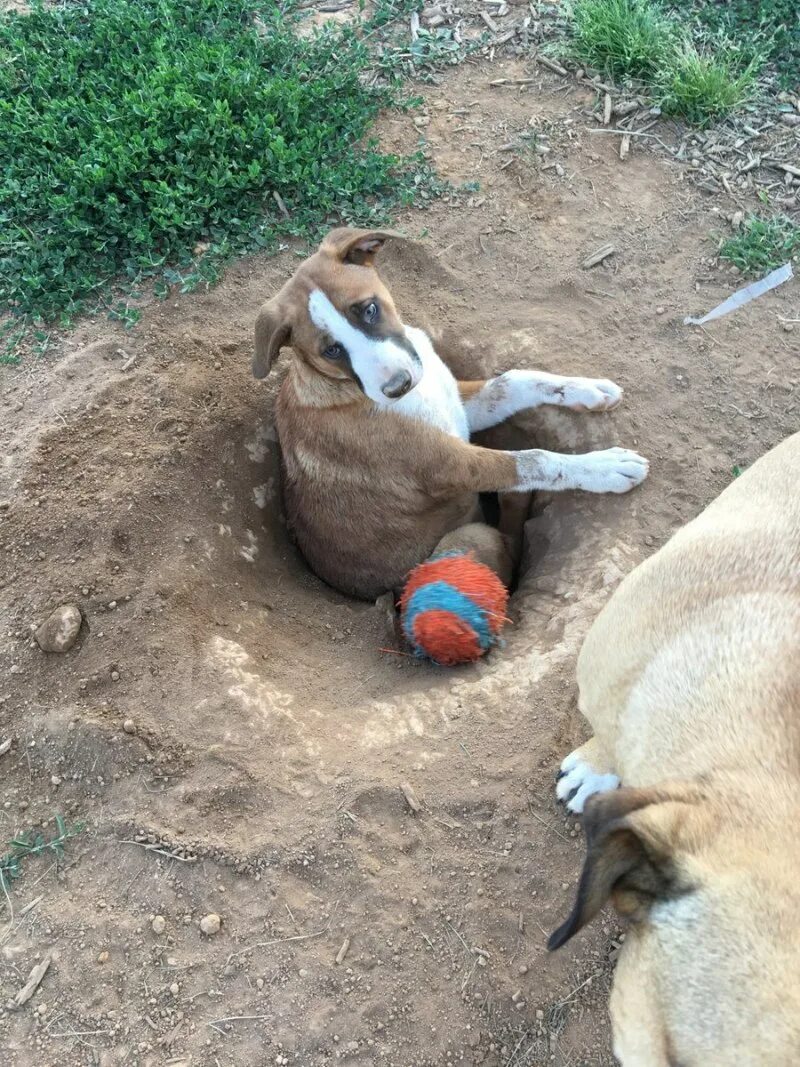 Собака копает яму. Роет землю. Собака в клумбе. Собака копает яму. Животные которые закапываются в землю.