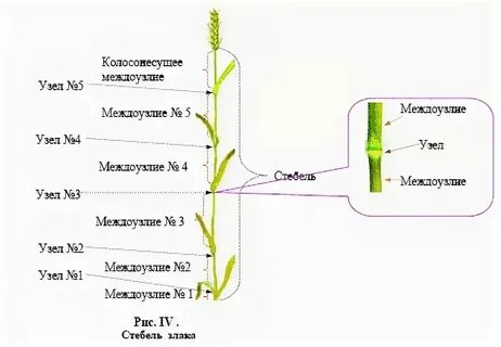 Участки стебля между двумя ближайшими узлами называют
