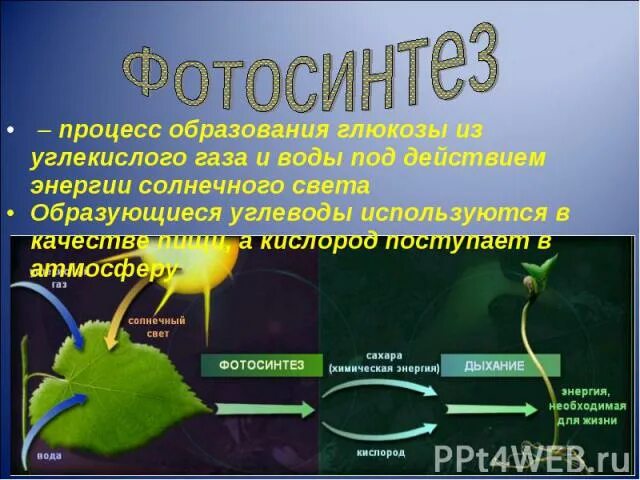 Фотосинтез углекислый. Образование глюкозы фотосинтез. образование глюкозы из углекислого газа и воды. источник углерода в фотосинтезе. фотосинтез сахар.
