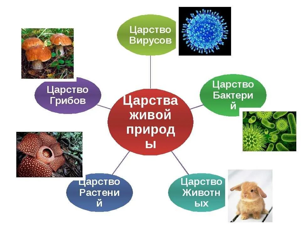 Живое существо таблица. Царство живой природы бактерии вирусы грибы растения и животные. Царство растений животных грибов бактерий вирусов. Царсиваживых организмов. Разделения на царства в биологии.