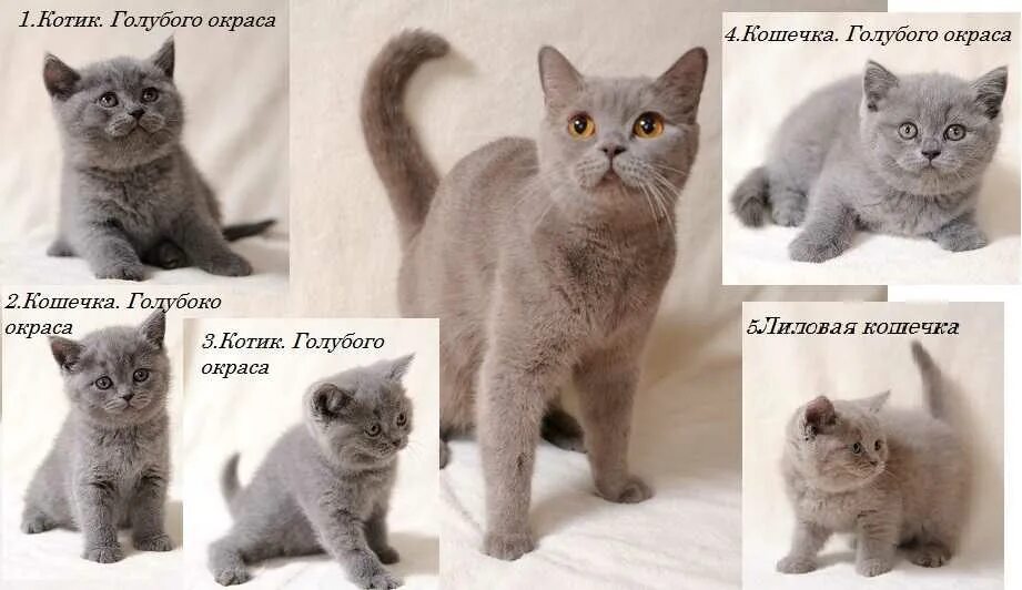 Как отличить котенка британца
