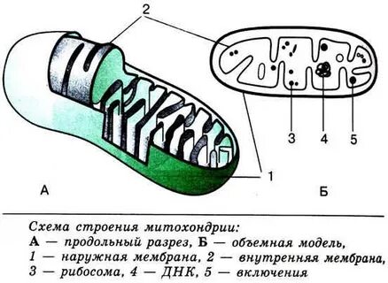 Определение структуры митохондрий метод исследования