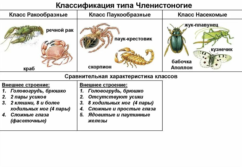 3 признака членистоногих. Тип Членистоногие класс ракообразные и паукообразные. Характеристика классов ракообразные паукообразные насекомые. Членистоногие классификация таблица. Представители типа членистоногих (класс ракообразные.