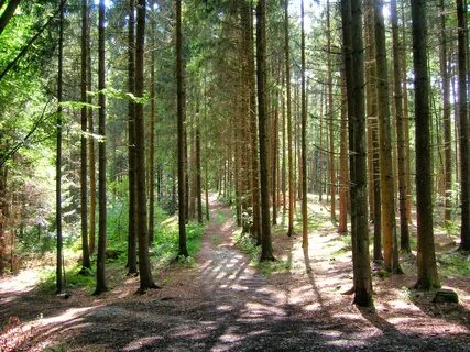 Wald
