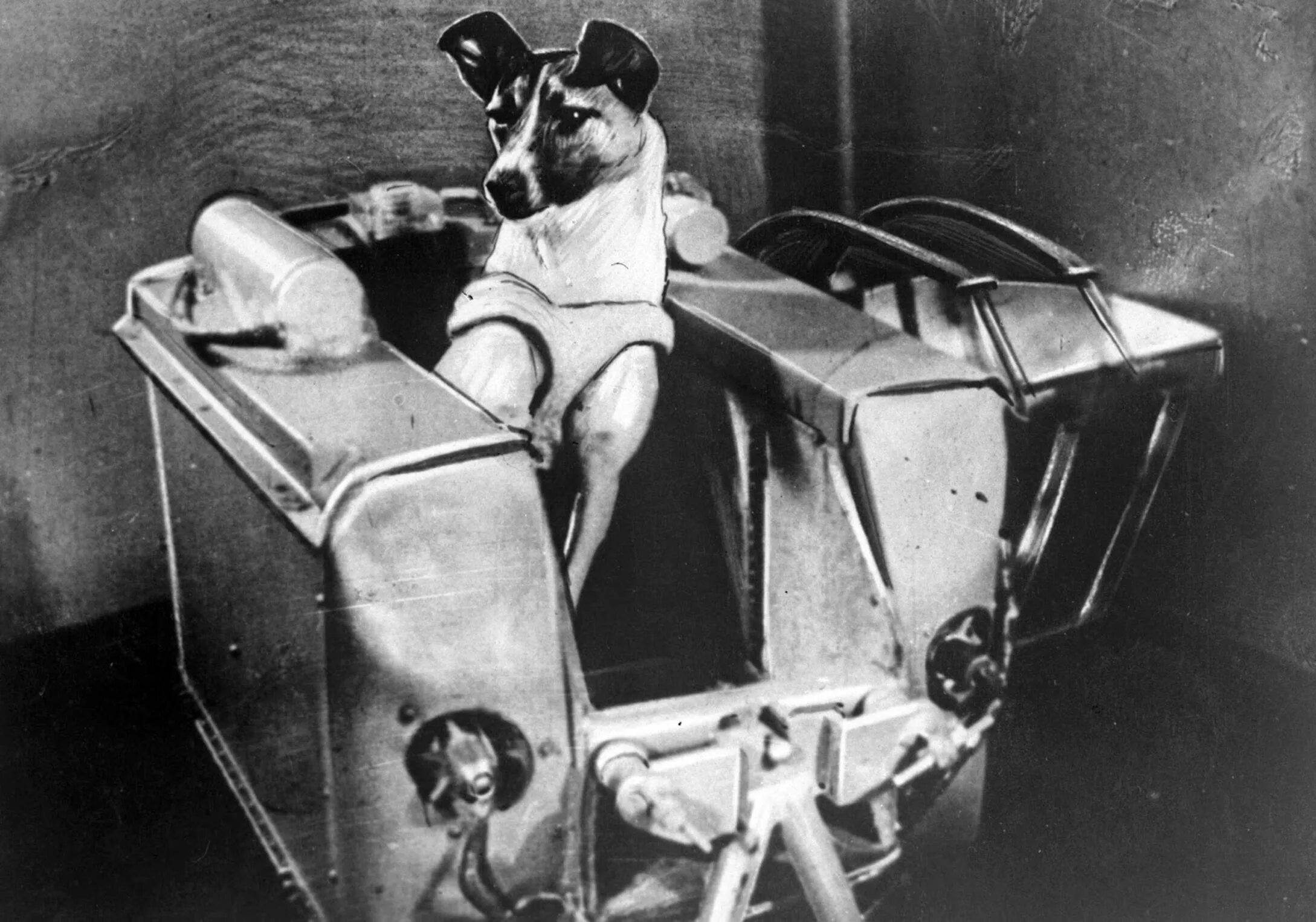 1957 год первый в истории. Собака лайка 1957. Первая собака космонавт лайка. Собака лайка в космосе 1957. Собака лайка на спутнике 2.