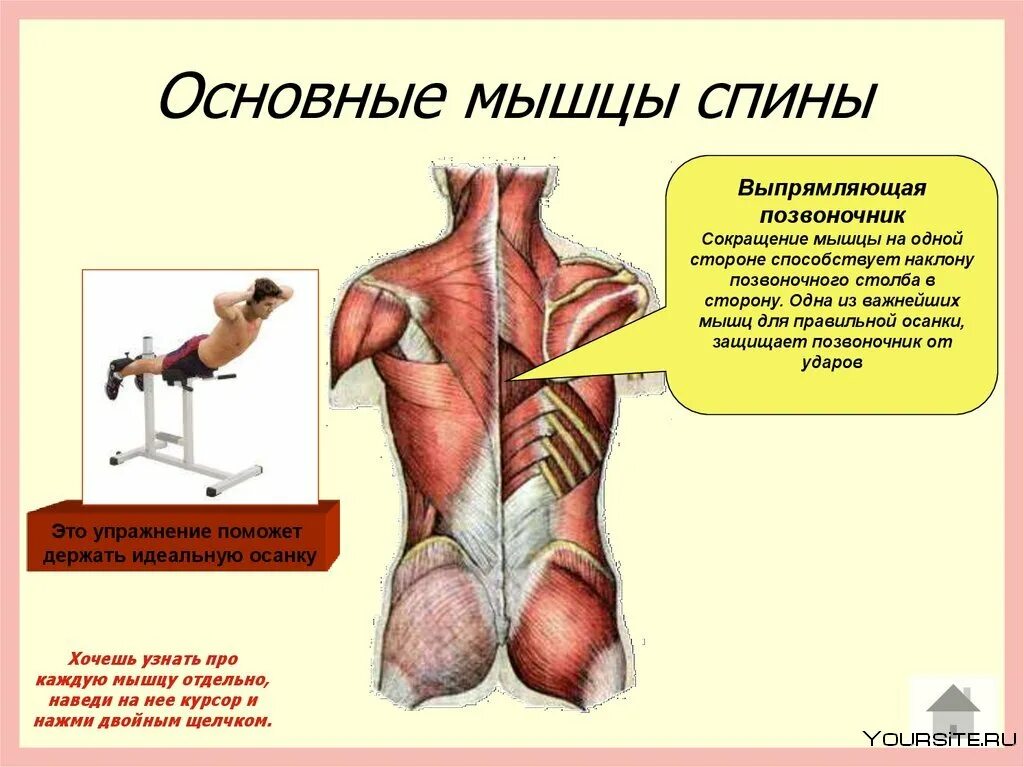 Разгибатели мышц спины и позвоночника. Мышца разгибающая позвоночник. Мышцы разгибатели позвоночника анатомия. Мышцы сгибатели и разгибатели спины.