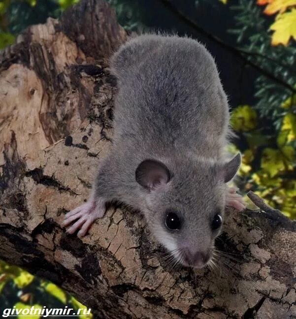 Животное соня орешниковая. Белка соня полчок. Сонька животное. Сонька животное. Белка соня полчок.