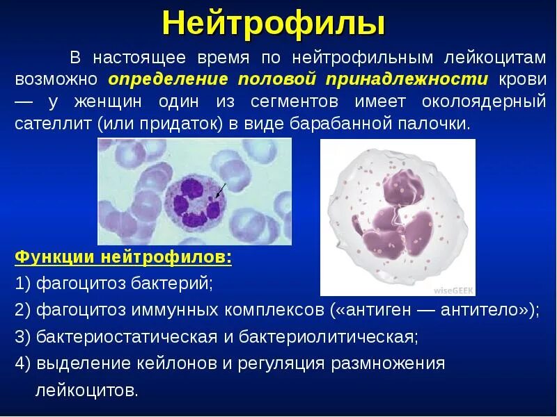 Гранулоцитарные нейтрофилы,. Нейтрофильный сегментоядерный лейкоцит строение. Нейтрофильные гранулоциты строение. Нейтрофильные гранулоциты сегментоядерные функции. Лейкоцитарная формула эозинофилы