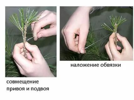 Размножение древесных растений
