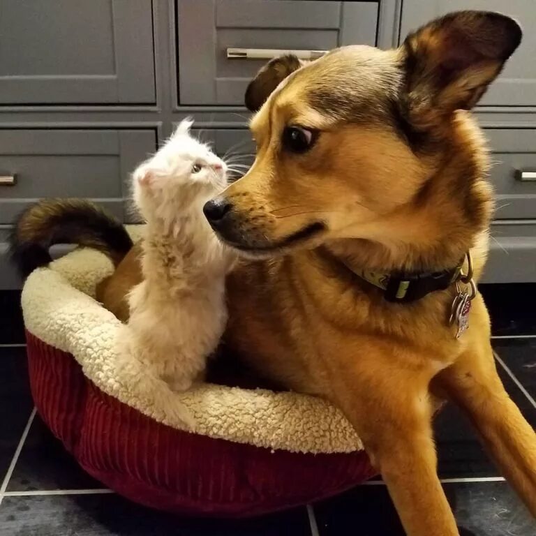 собака нашла котенка. хаски и кот. собака нашла котенка. папин и собака. рыжий котенок со щенком.