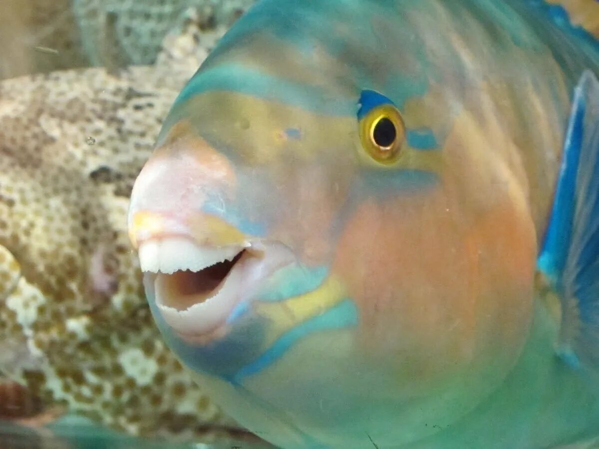 Лицо рыбы. Лицо рыбы. Рыба. Рыба в анфас. Лицо рыбы.